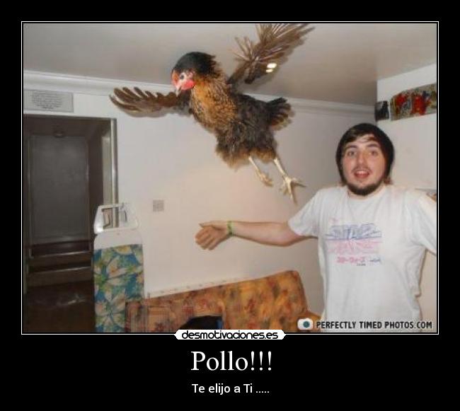 Pollo!!! -