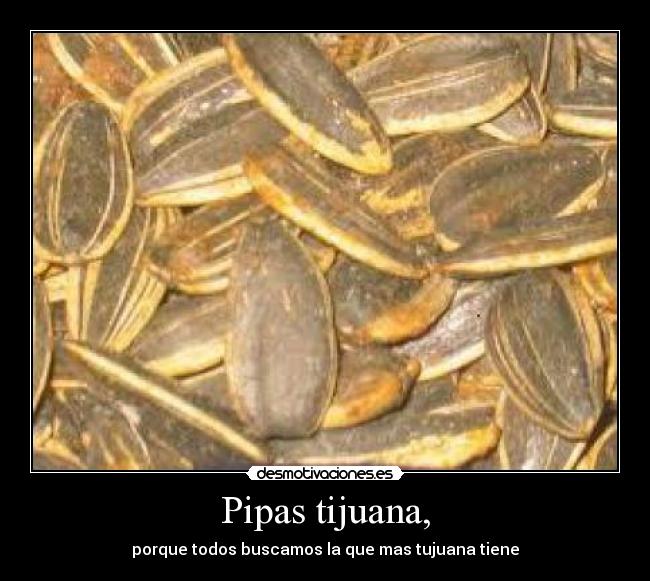 Pipas tijuana, -