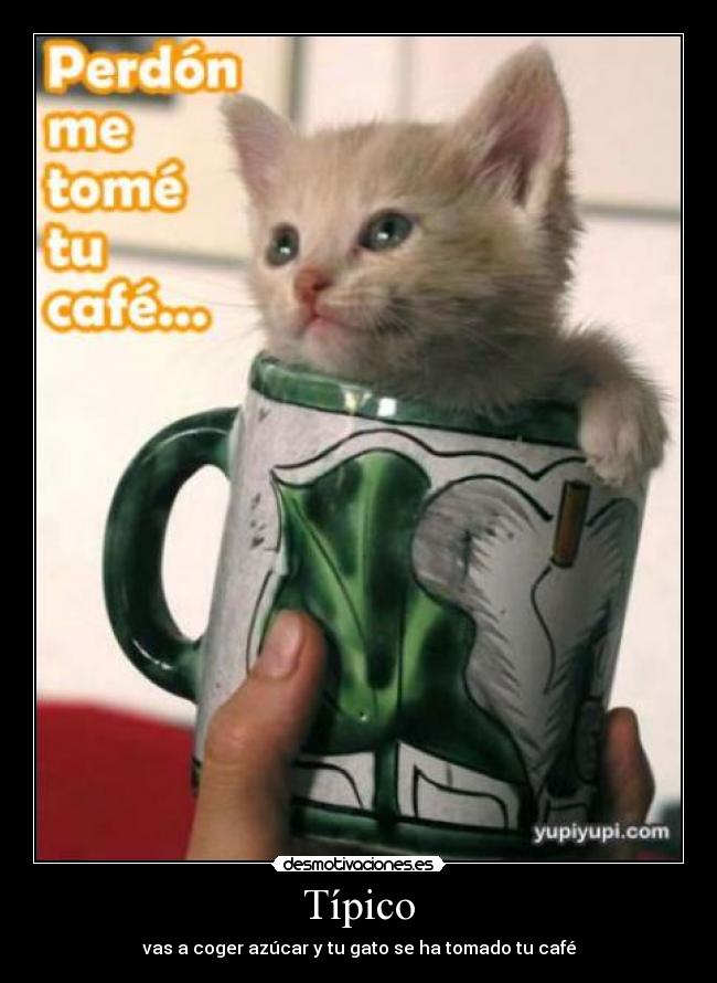 Típico - vas a coger azúcar y tu gato se ha tomado tu café
