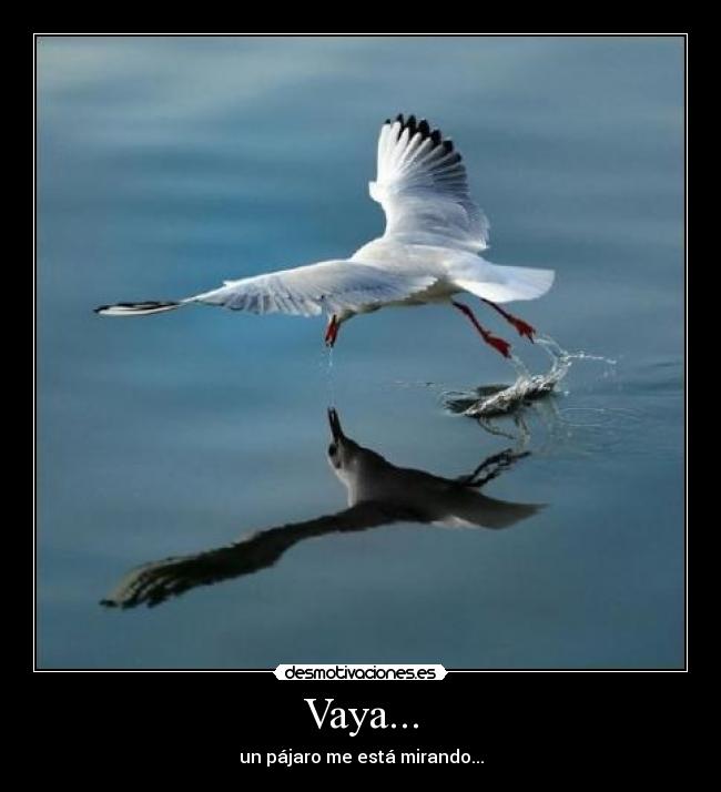 Vaya... - un pájaro me está mirando...