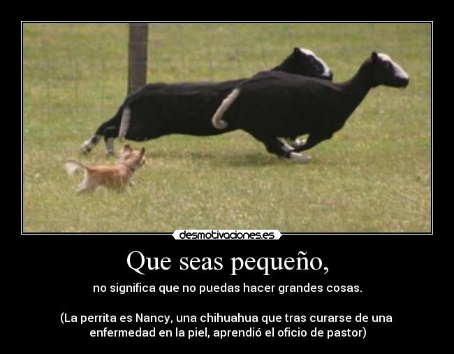 Que seas pequeño, - no significa que no puedas hacer grandes cosas.

(La perrita es Nancy, una chihuahua que tras curarse de una 
enfermedad en la piel, aprendió el oficio de pastor)