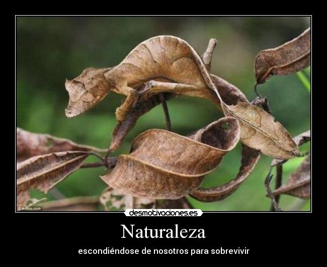 Naturaleza - 