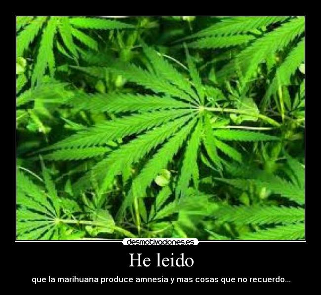 He leido - que la marihuana produce amnesia y mas cosas que no recuerdo...