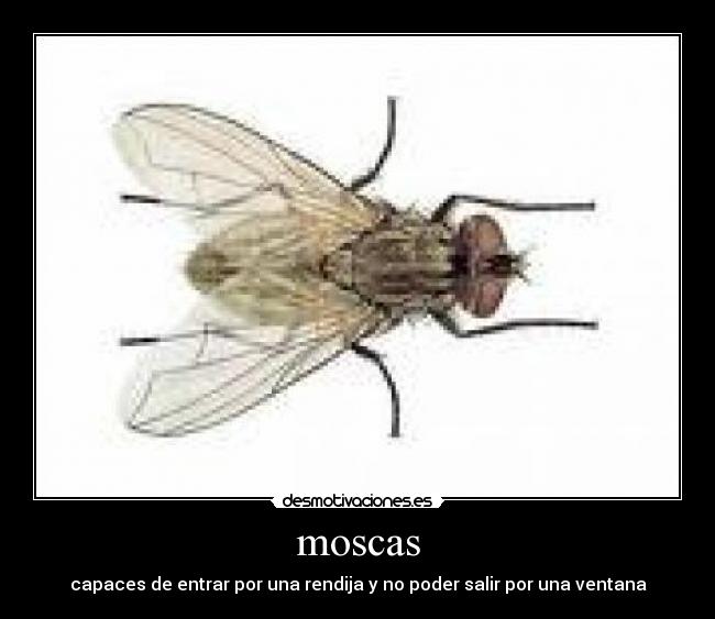 moscas - capaces de entrar por una rendija y no poder salir por una ventana