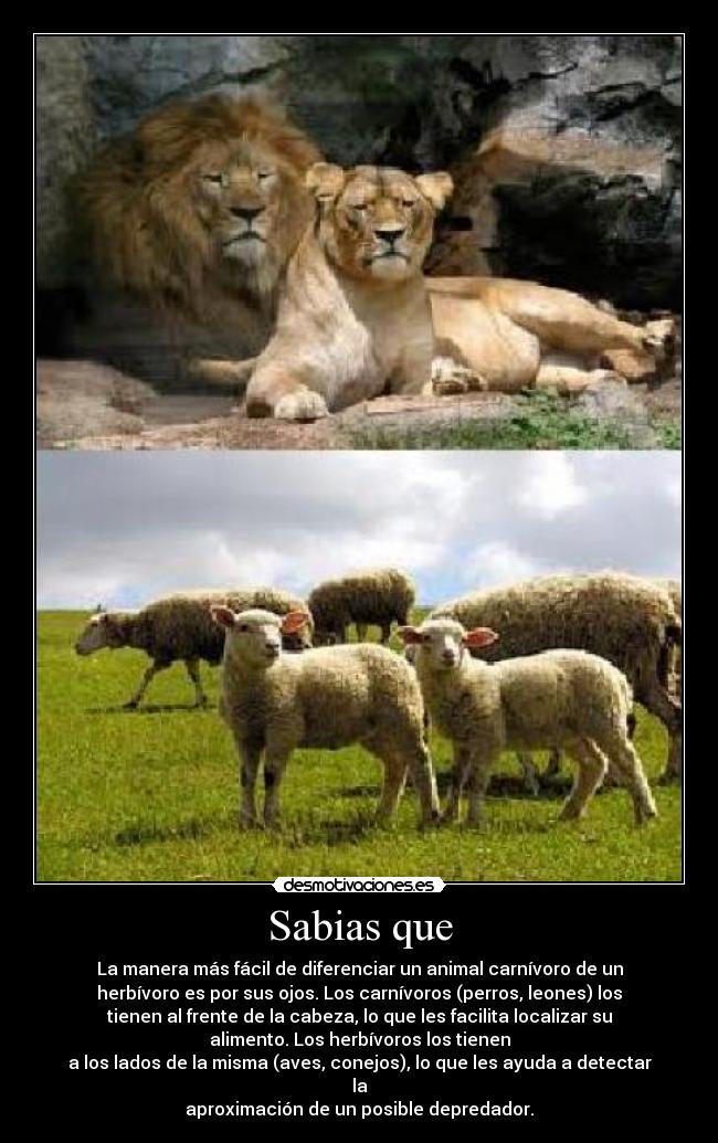 Sabias que - La manera más fácil de diferenciar un animal carnívoro de un
herbívoro es por sus ojos. Los carnívoros (perros, leones) los
tienen al frente de la cabeza, lo que les facilita localizar su
alimento. Los herbívoros los tienen
a los lados de la misma (aves, conejos), lo que les ayuda a detectar
la
aproximación de un posible depredador.
