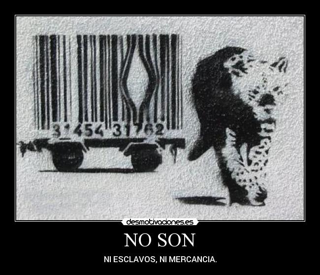 NO SON - 