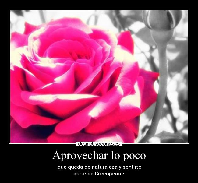 Aprovechar lo poco - que queda de naturaleza y sentirte
parte de Greenpeace.