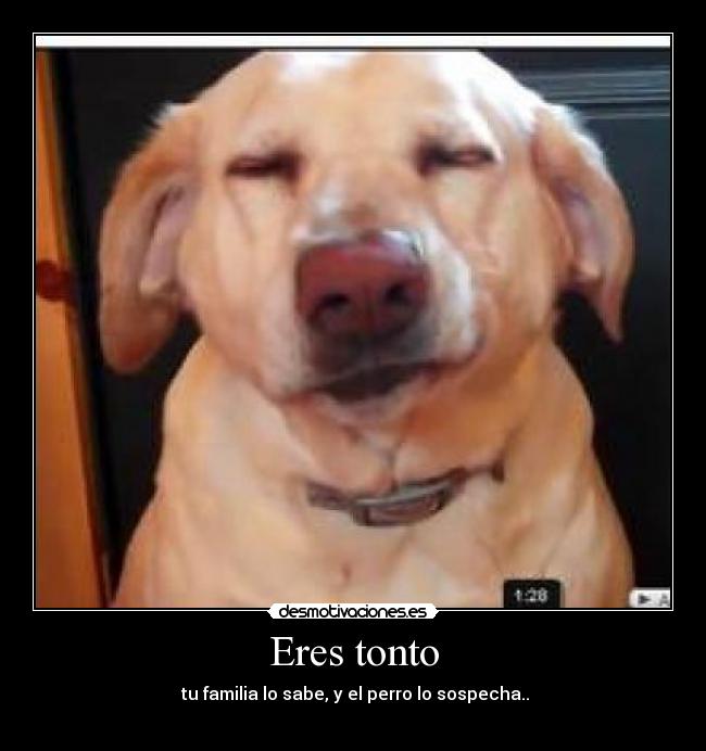 Eres tonto - 