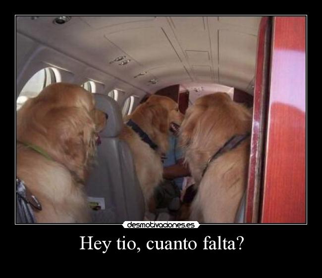 carteles perros-avion-fun-gracioso-hey-tio-cuanto flta desmotivaciones