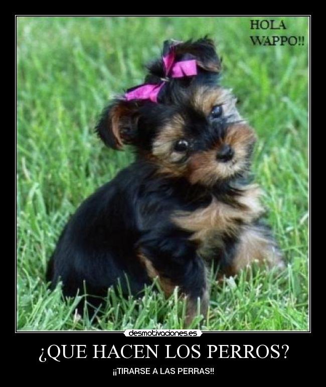 ¿QUE HACEN LOS PERROS? -