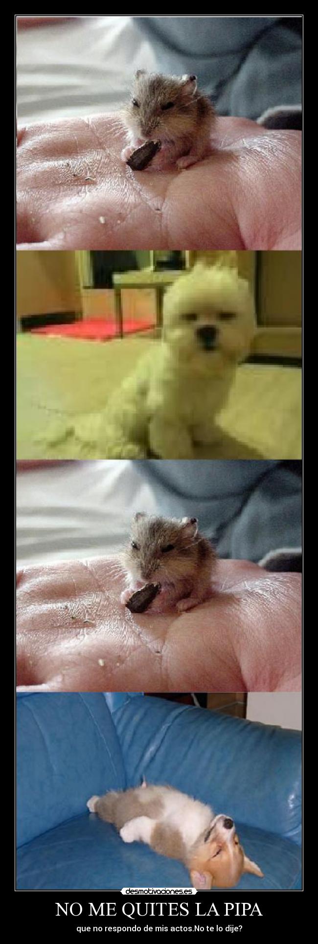 NO ME QUITES LA PIPA - que no respondo de mis actos.No te lo dije?