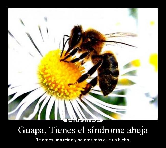 Guapa, Tienes el síndrome abeja - 