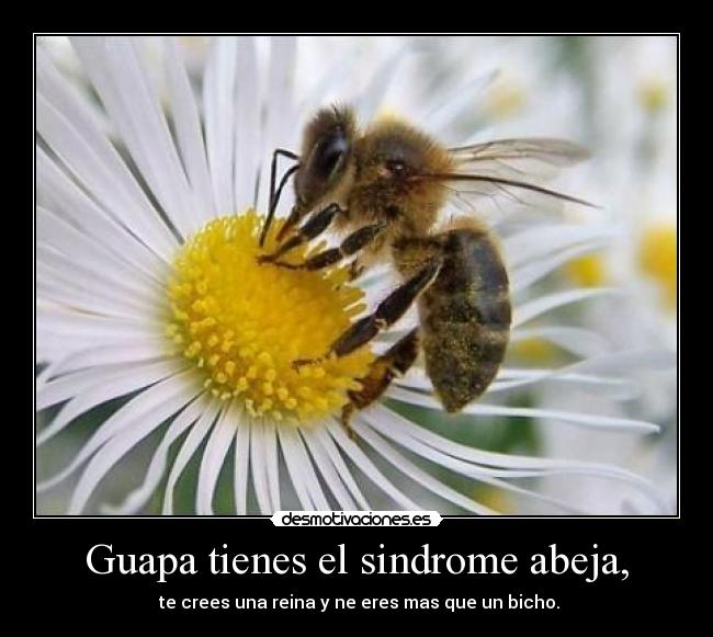 Guapa tienes el sindrome abeja, - 