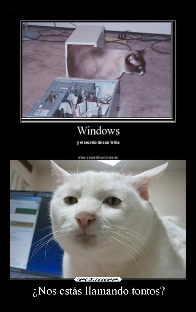 ¿Nos estás llamando tontos? - 
