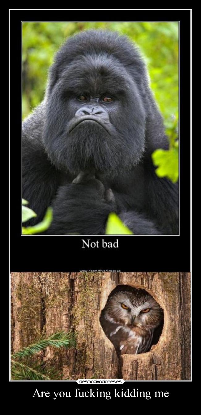 Are you fucking kidding me - 