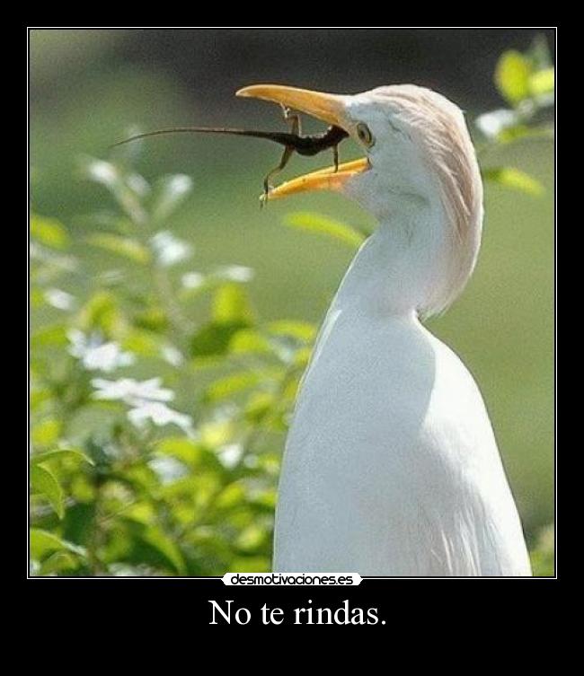  No te rindas. - 