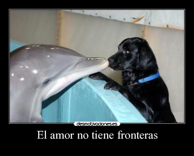 El amor no tiene fronteras - 