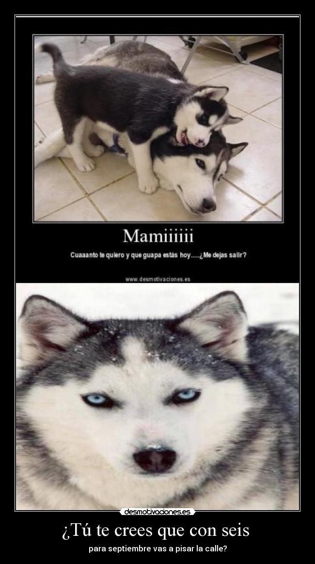 ¿Tú te crees que con seis  - 