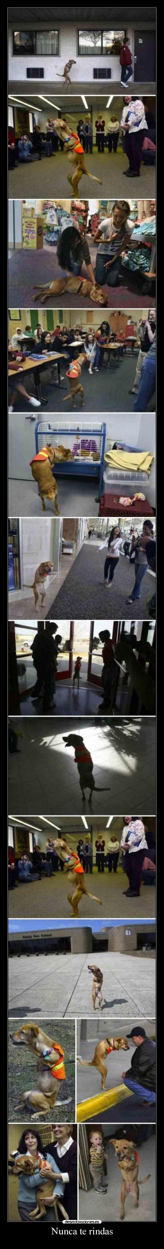 carteles perros abandonados pena perros sin patas abandono perros fuerza voluntad nunca rindas desmotivaciones