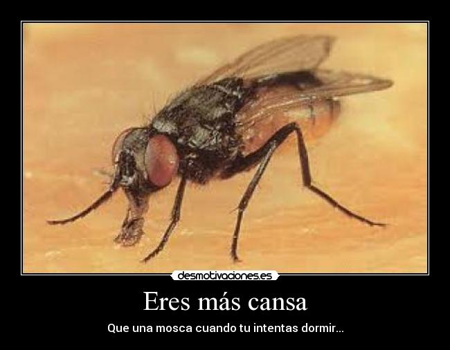 Eres más cansa - Que una mosca cuando tu intentas dormir...