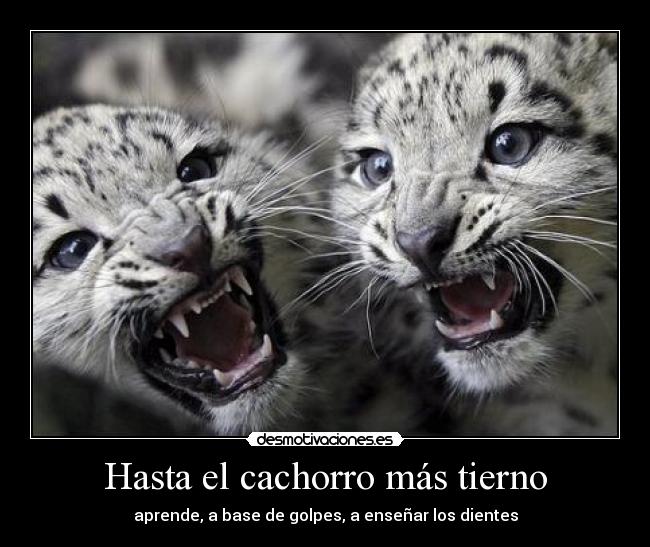 Hasta el cachorro más tierno - aprende, a base de golpes, a enseñar los dientes