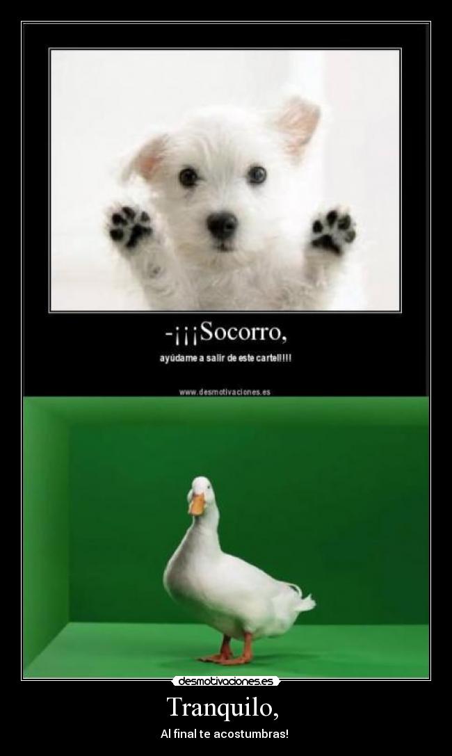 Tranquilo, - Al final te acostumbras!