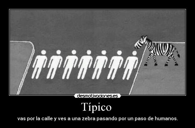 Típico - vas por la calle y ves a una zebra pasando por un paso de humanos.