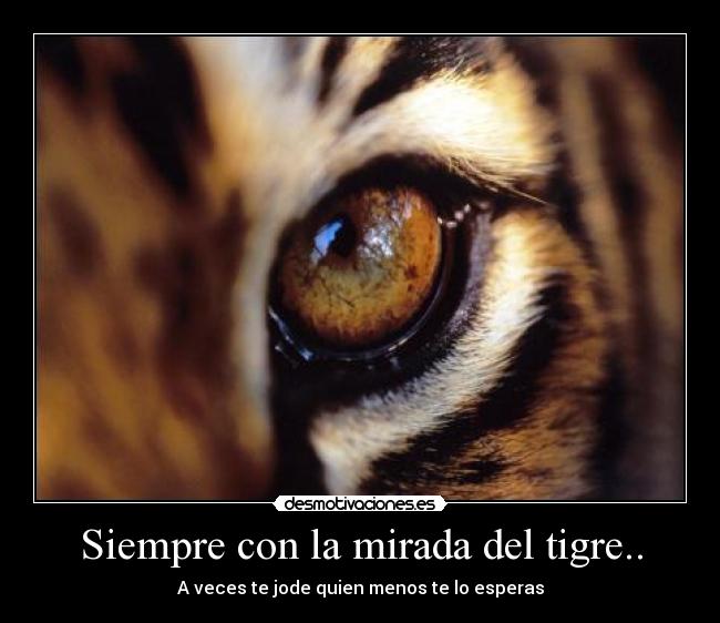 Siempre con la mirada del tigre.. - 