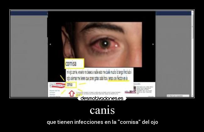 canis - que tienen infecciones en la cornisa del ojo