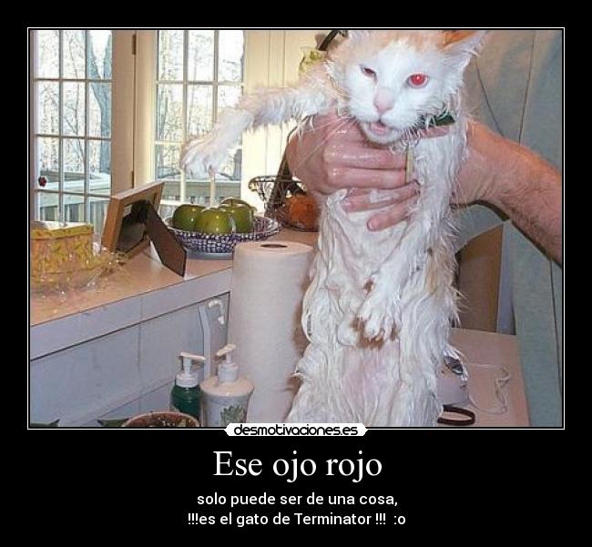 Ese ojo rojo - solo puede ser de una cosa,
!!!es el gato de Terminator !!! :o