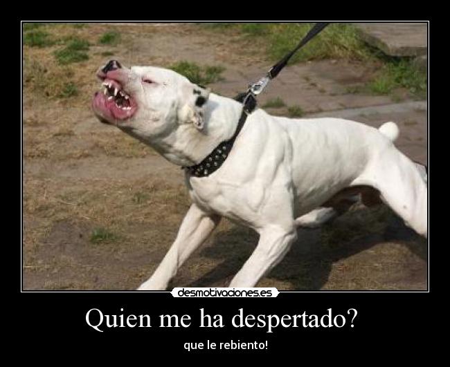 Quien me ha despertado?  - que le rebiento!