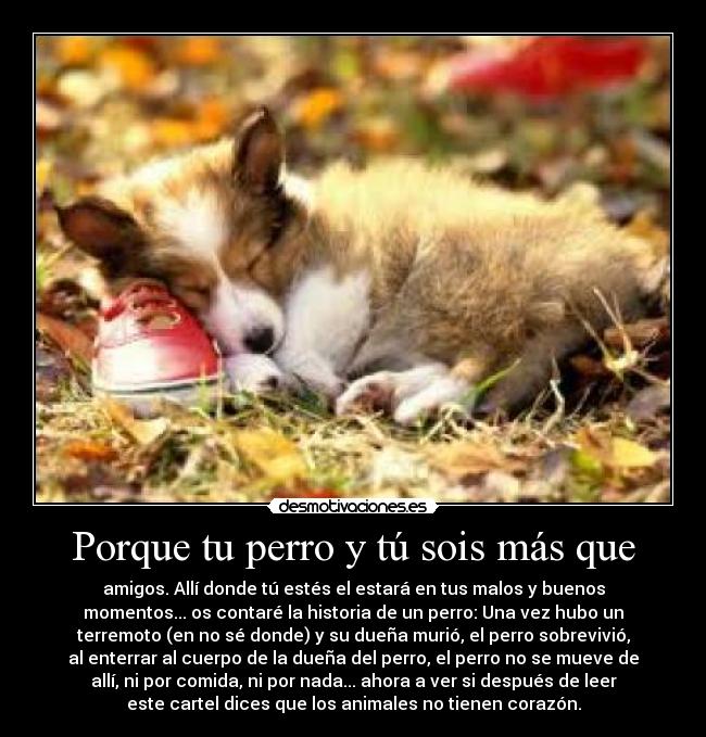 Porque tu perro y tú sois más que - 