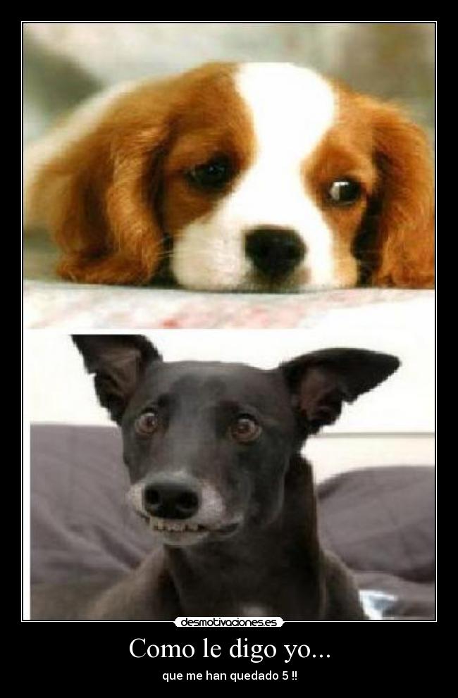 Como le digo yo... - que me han quedado 5 !!