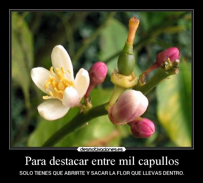 Para destacar entre mil capullos - SOLO TIENES QUE ABRIRTE Y SACAR LA FLOR QUE LLEVAS DENTRO.
