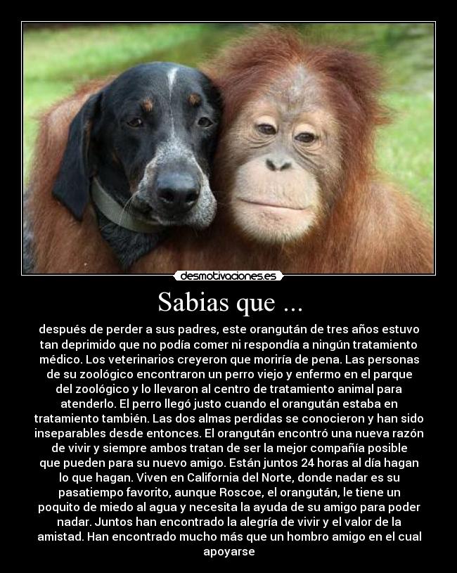 Sabias que ... - después de perder a sus padres, este orangután de tres años estuvo
tan deprimido que no podía comer ni respondía a ningún tratamiento
médico. Los veterinarios creyeron que moriría de pena. Las personas
de su zoológico encontraron un perro viejo y enfermo en el parque
del zoológico y lo llevaron al centro de tratamiento animal para
atenderlo. El perro llegó justo cuando el orangután estaba en
tratamiento también. Las dos almas perdidas se conocieron y han sido
inseparables desde entonces. El orangután encontró una nueva razón
de vivir y siempre ambos tratan de ser la mejor compañía posible
que pueden para su nuevo amigo. Están juntos 24 horas al día hagan
lo que hagan. Viven en California del Norte, donde nadar es su
pasatiempo favorito, aunque Roscoe, el orangután, le tiene un
poquito de miedo al agua y necesita la ayuda de su amigo para poder
nadar. Juntos han encontrado la alegría de vivir y el valor de la
amistad. Han encontrado mucho más que un hombro amigo en el cual
apoyarse