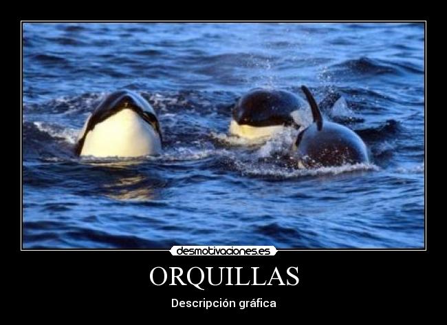 ORQUILLAS - 