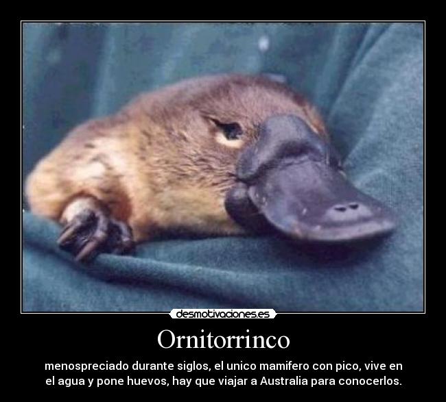 Ornitorrinco - menospreciado durante siglos, el unico mamifero con pico,﻿ vive en
el agua y pone huevos, hay que viajar a Australia para conocerlos.