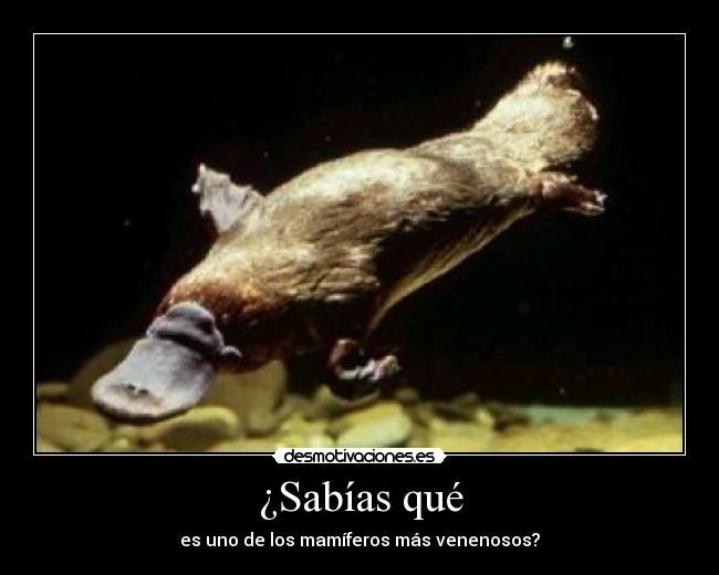 ¿Sabías qué - es uno de los mamíferos más venenosos?