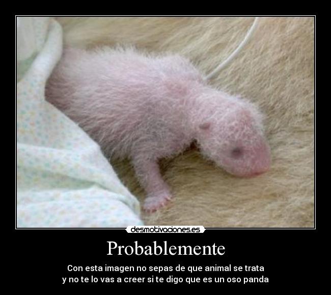 Probablemente -