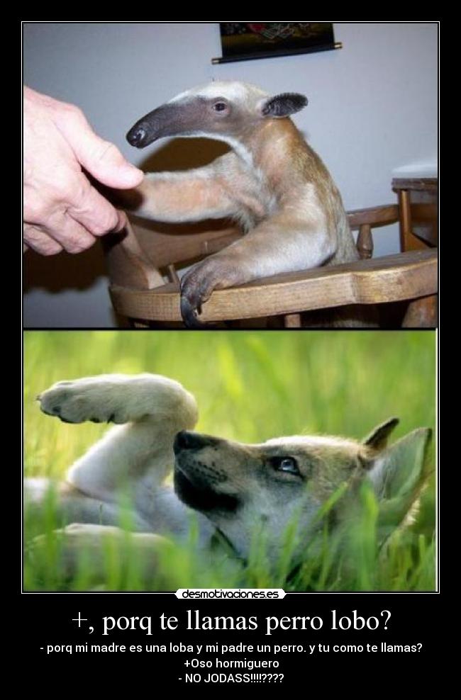 +, porq te llamas perro lobo? - - porq mi madre es una loba y mi padre un perro. y tu como te llamas?
+Oso hormiguero
- NO JODASS!!!!????