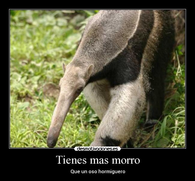 carteles tienes mas morro desmotivaciones