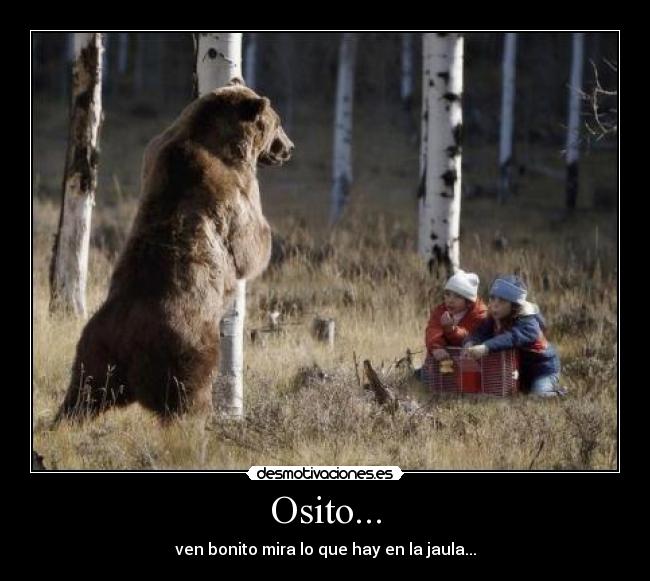 Osito... - ven bonito mira lo que hay en la jaula...