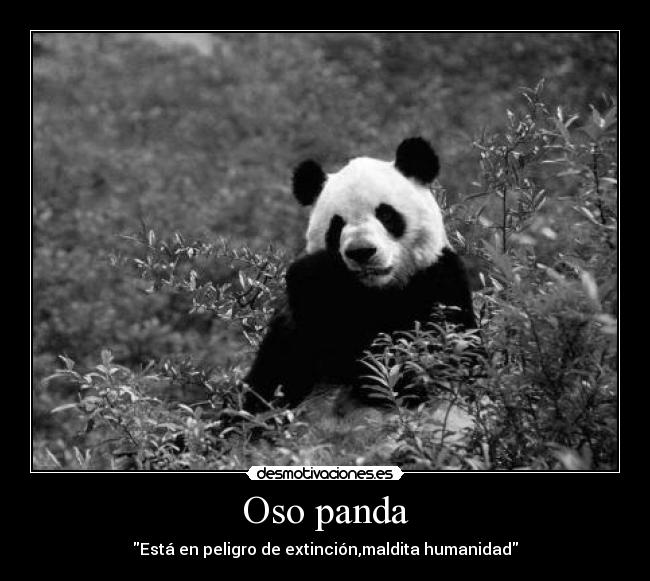 Oso panda -