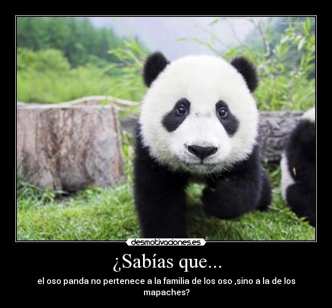 ¿Sabías que... - el oso panda no pertenece a la familia de los oso ,sino a la de los mapaches?