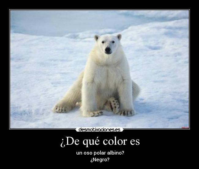 ¿De qué color es - un oso polar albino?
¿Negro?