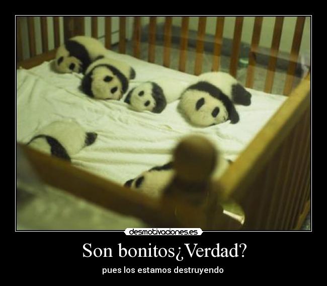 Son bonitos¿Verdad? - pues los estamos destruyendo