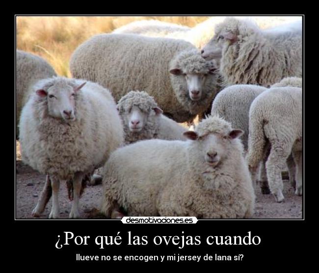 ¿Por qué las ovejas cuando  - 