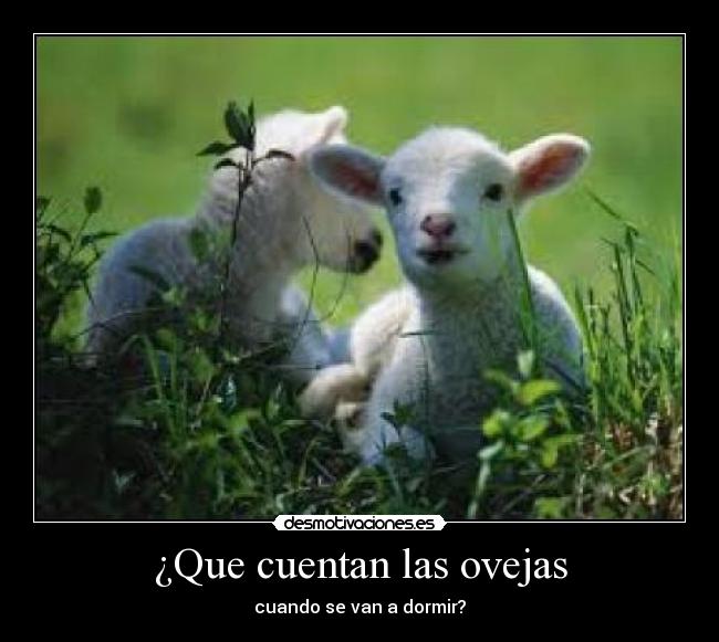 ¿Que cuentan las ovejas - cuando se van a dormir?