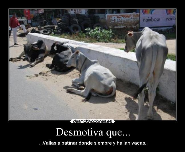 carteles vacas patinar desmotivaciones