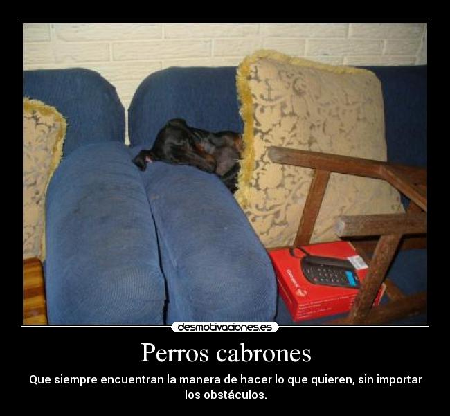 Perros cabrones -